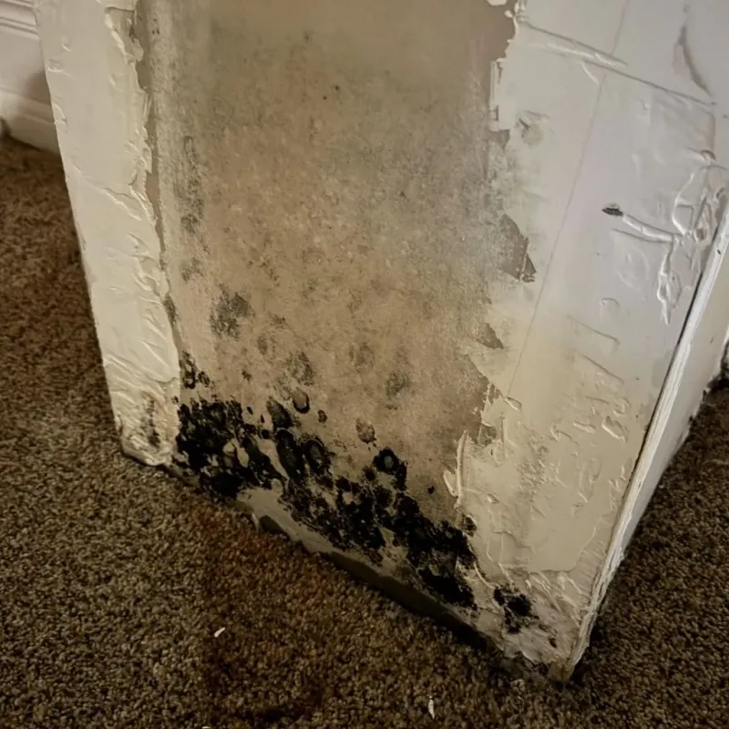 Professional Mold Removal in Saint Peter, MN